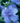 Blue Chiffon® Rose of Sharon