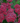 Double Play® Red Spirea