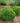 Proven Winners® Tater Tot® Arborvitae