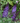 Pugster Blue® Butterfly Bush